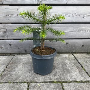 Araucaria araucana (Araukária andská) - kont. C1,5L, výška: 15-25 cm (-15°C)
